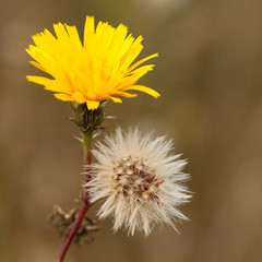 plant with yellow flower and seeds with fluff
