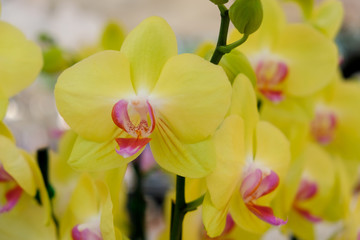 Fototapeta na wymiar Yellow and pink orchids