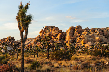 Joshua Tree Barker Dam Area near Sunset