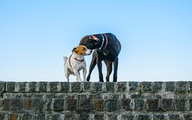 Romantic Meeting of the Little Dog Jack Russell Terrier with a big dog on a stone wall against a blue sky