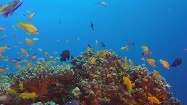 Colorful Reef Underwater. Picture of a wonderful and beautiful underwater colorful fishes scalefin anthias fish in the tropical reef of the Red Sea, Dahab, Egypt.