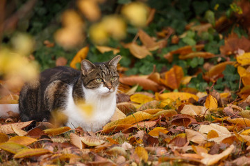 Katze im Herbstlaub