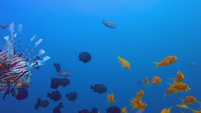 Colorful Seascape and Lionfish. Picture of beautiful underwater colorful scalefin anthias , lionfish and threespot dascyllus fish in the tropical reef of the Red Sea, Dahab, Egypt.