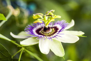 Passion flower (Passiflora incarnata) with details
