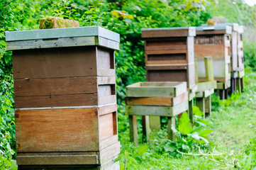 Fototapeta na wymiar Line of bee hives against a hedge in the rain