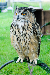 Captive Eurasian Eagle Owl (Bubo bubo) on a perch at a country fair