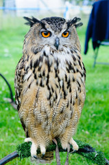Captive Eurasian Eagle Owl (Bubo bubo) on a perch at a country fair