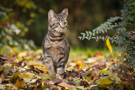 Junge Katze im Herbstlaub