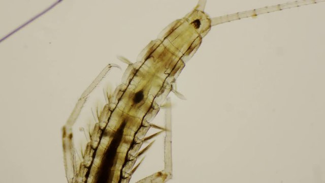 Mayfly nymph, dorsal view under the microscope in 4k