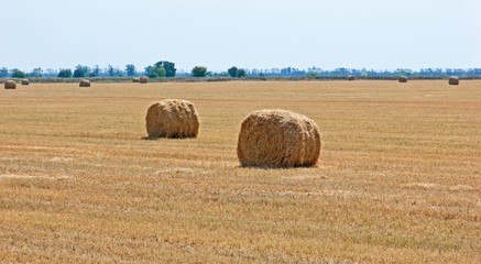 stacks of straw on sloping wheat field