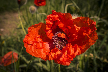 red poppies on a summer meadow on a sunny day