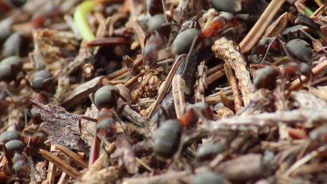 Mrówka rudnica w mrowisku, Formica rufa.