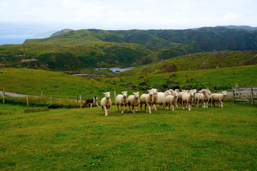 Obraz premium dog herding sheep near Wellington, New Zealand