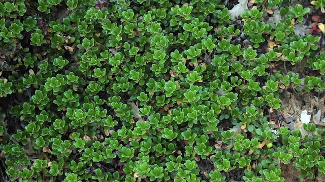 Planta con hojas de Gayuba Arctostaphylos uva-ursi 