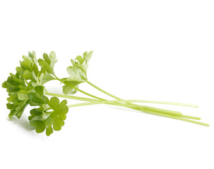 fresh parsley herb  leaves isolated on white background cutout