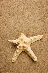 Fototapeta na wymiar starfish on a sandy beach