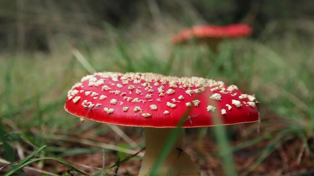 Seta Amanita Muscaria
