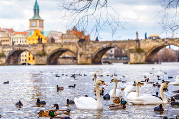 Beautiful and incredible view on old Prague city, Vltava river and Charles Bridge with swans in the foreground. Early spring season. Day scenery with glowing sun in the blue cloudy sky.   © Feel good studio