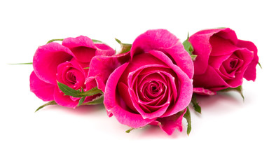 pink rose flower head isolated on white background cutout