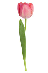 one pink tulip flower isolated on white background