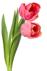 two pink tulip flowers isolated on white background