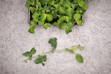 Sweet pea plant leaves in pot on rustic background. Healthy eating concept. Top view.