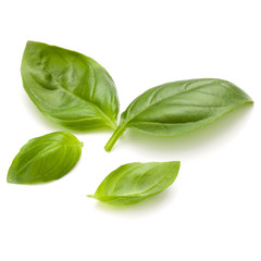 Sweet basil herb leaves handful isolated on white background closeup