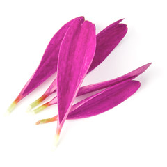 Lilac chrysanthemum flower petals isolated on white background