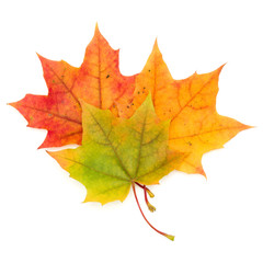 colorful autumn maple leaf isolated on white background