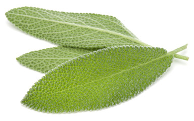 Sage photos, royalty-free images, graphics, vectors & videos | Adobe Stock