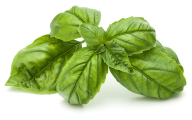 Close up studio shot of fresh green basil herb leaves isolated on white background. Sweet Genovese basil.