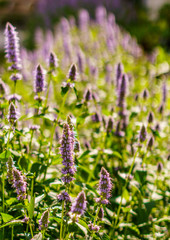 purple flowers at morning time with blured background in the garden.
