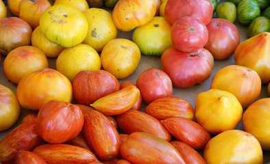 Colorful fresh tomatoes in harvest season for sale