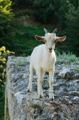 Young mountain goat / kid