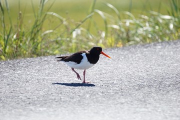 Austernfischer auf der Strasse in Island