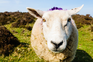 Front closeup of a sheep's face