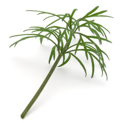 Obraz premium Close up shot of branch of fresh green dill herb leaves isolated on white background