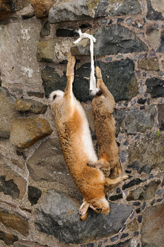 Two Dead Rabbits, Tied By A Rope, And Hanging From A Stone Wall