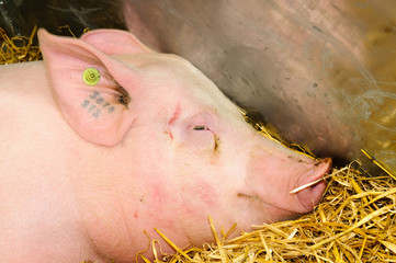 Pink pig with tattooed ear identification mark and RFID ear tag as required by UK law