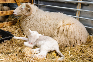 Ewe with newborn lamb