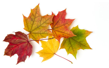Naklejka na ściany i meble colorful autumn maple leaf isolated on white background