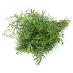 fresh green dill herb leaves bunch isolated on white background cutout