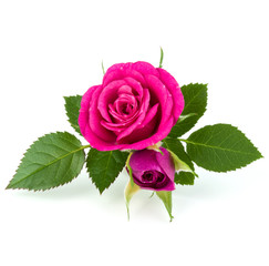 pink rose flower bouquet isolated on white background cutout