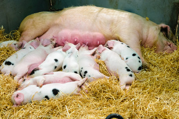 Gloucestershire Gloustershire Old Spot piglets suckling on their mother pig © Stephen