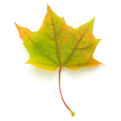 colorful autumn maple leaf isolated on white