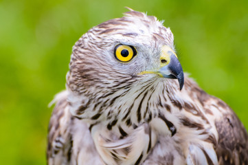 Accipiter gentilis, Northern Goshawk