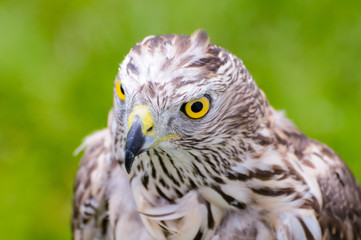 Accipiter gentilis, Northern Goshawk