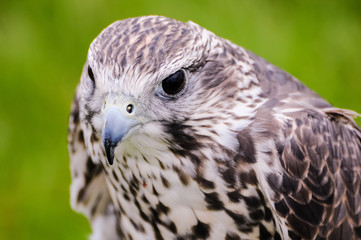 Falco rusticolus, Gyr Falcon