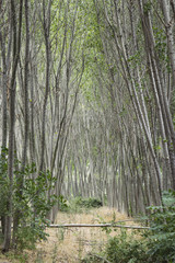 Fototapeta premium Road to pine forest in the autumn sunny day. Footpath in a mixed green forest 