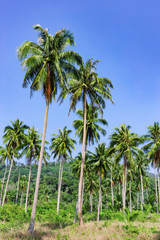 Obraz na płótnie Canvas Palm grove